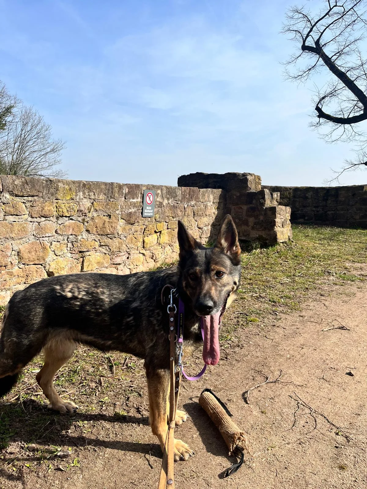 Ein Hund mit Spielzeug bei einem Ausflug an einer Steinmauer