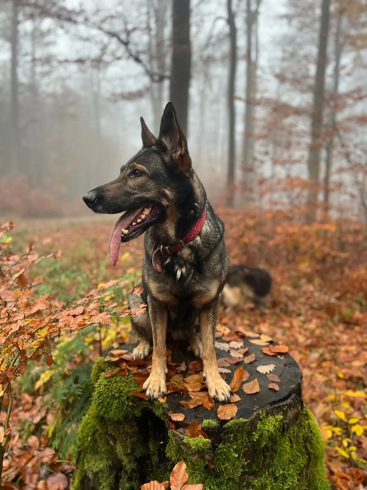 Ein persönlicher Einblick in meinen Alltag mit Hunden