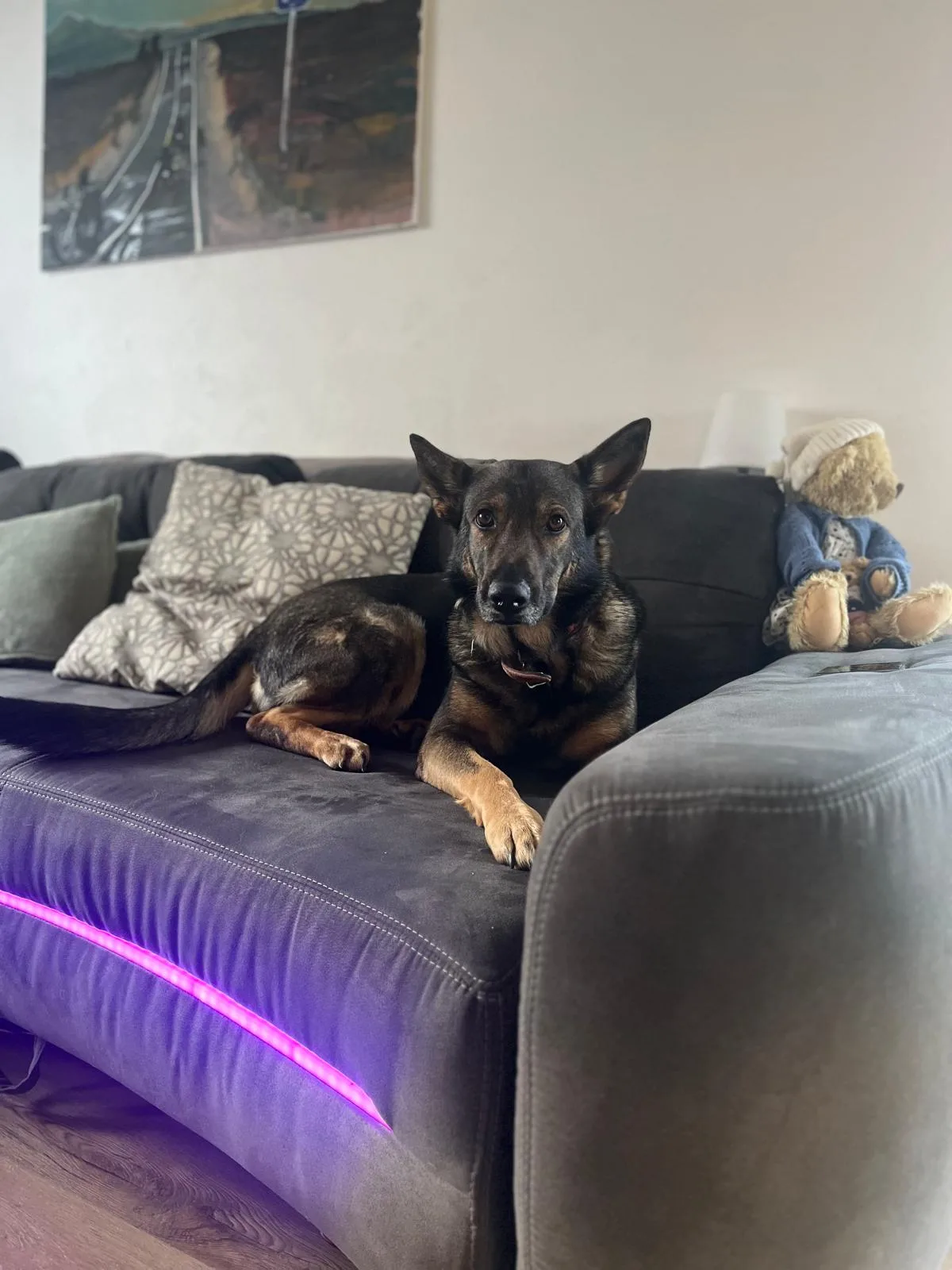 Ein persönlicher Einblick in meinen Alltag mit Hunden