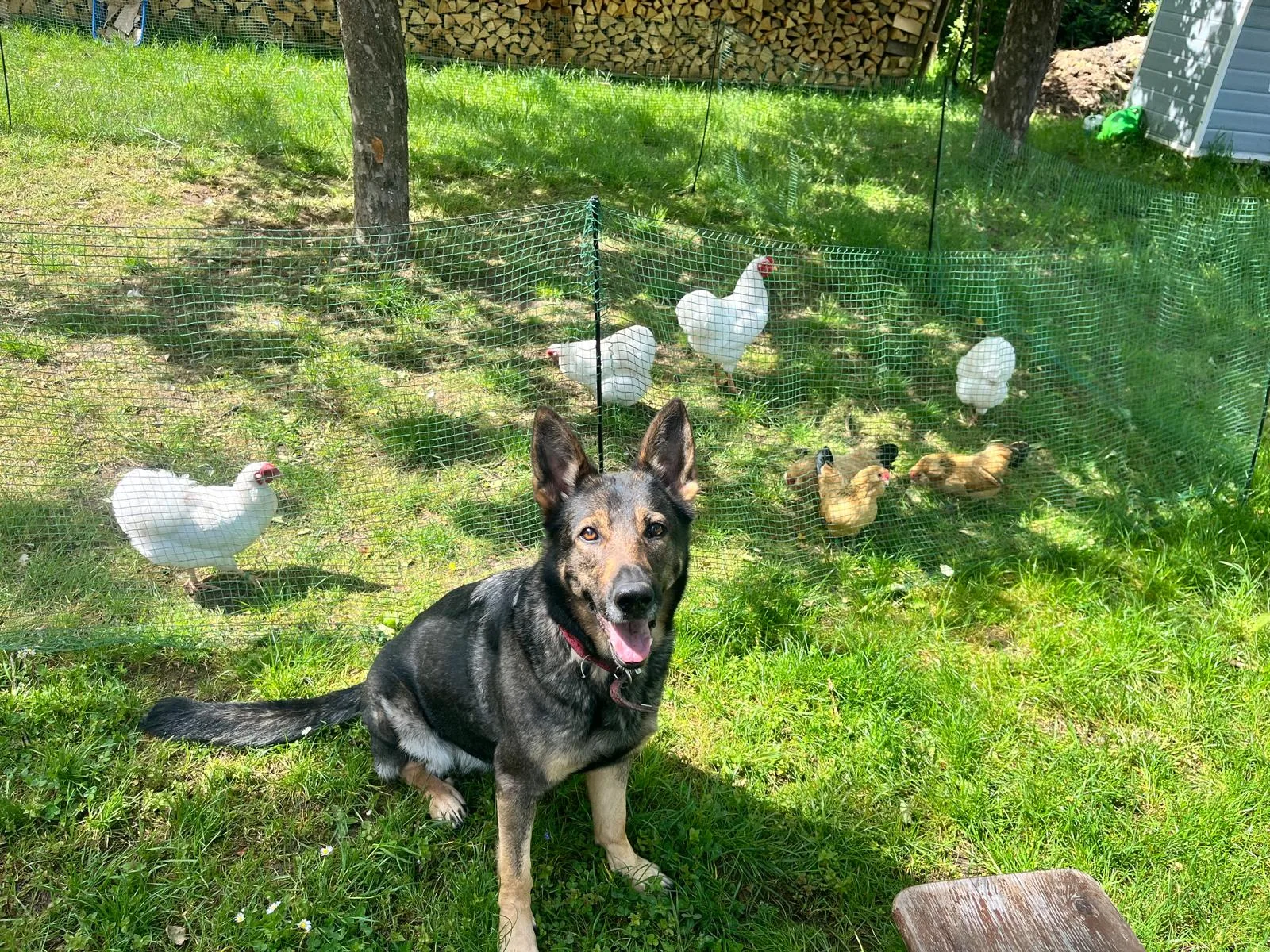 Ein Hund sitzt ruhig vor einem abgetrennten Hühnergehege