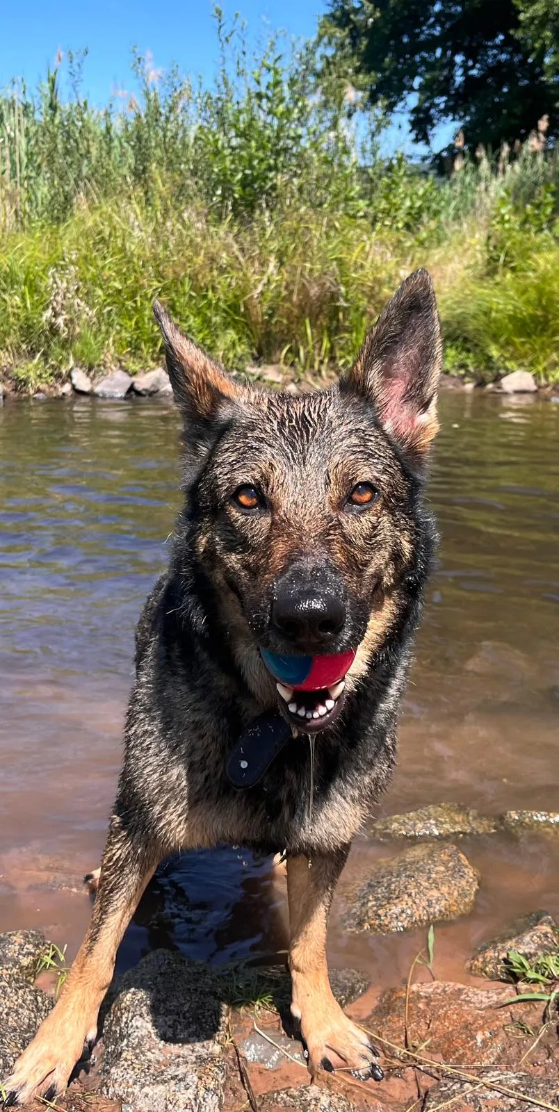 Ein persönlicher Einblick in meinen Alltag mit Hunden