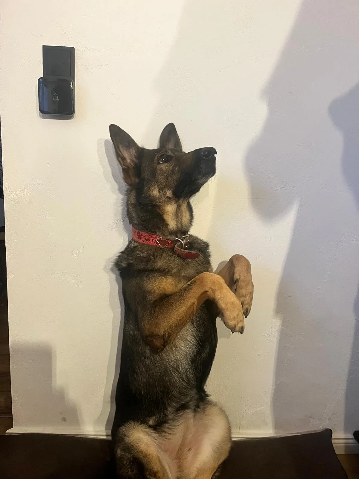 Ein Hund sitzt aufrecht auf den Hinterbeinen