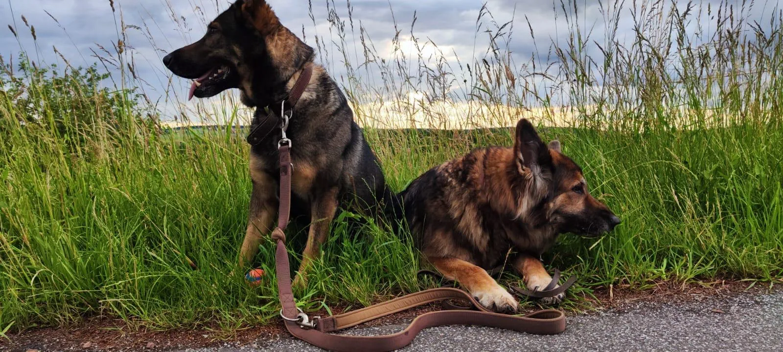 Ein persönlicher Einblick in meinen Alltag mit Hunden
