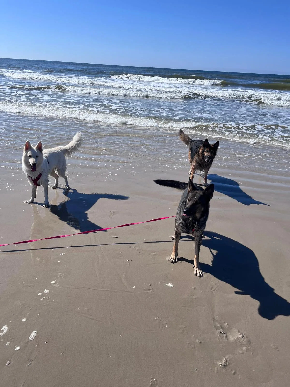 Drei Hunde stehen am sonnigen Meeresstrand