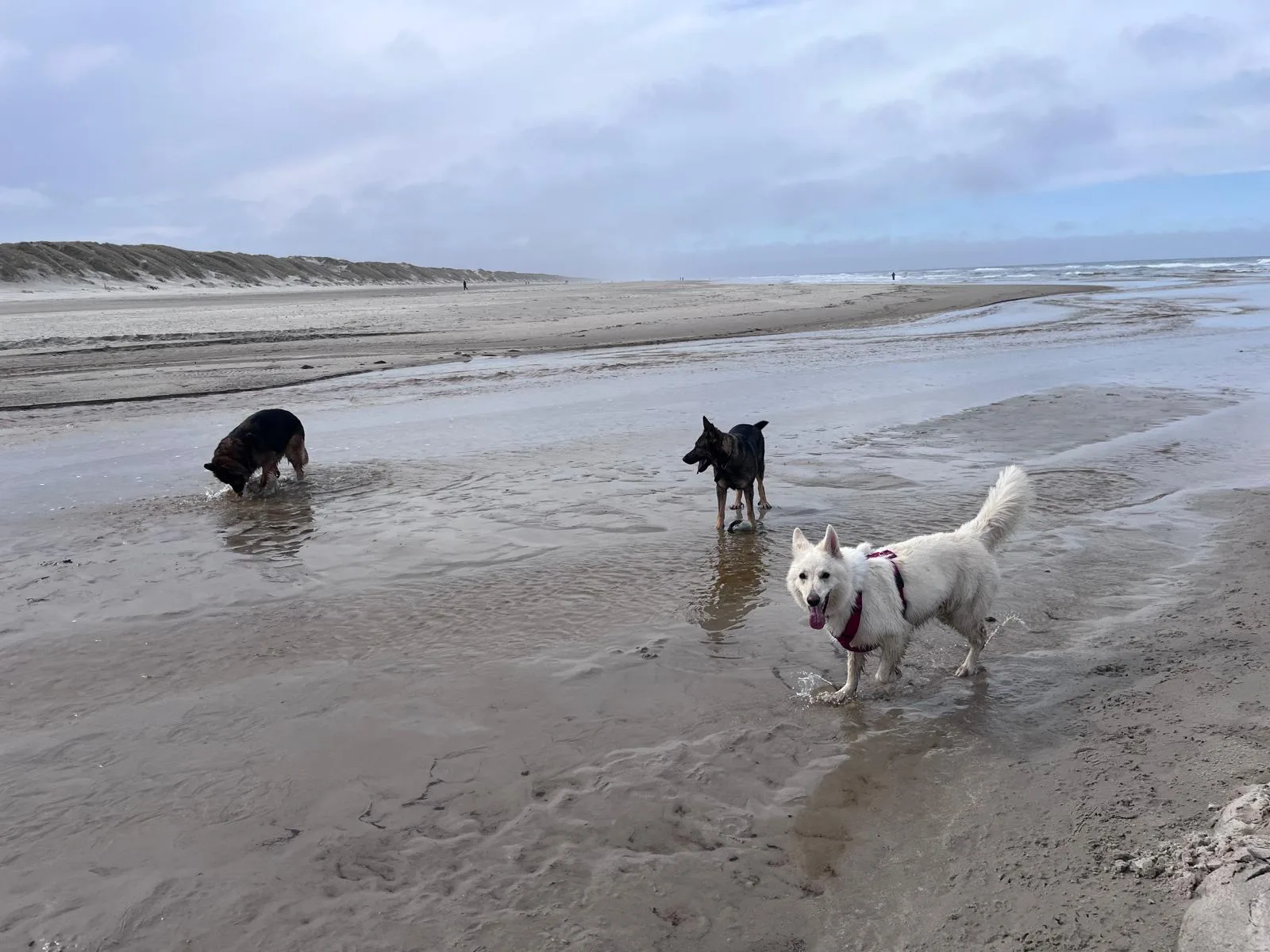 Drei Hunde laufen durch flaches Wasser am weiten Strand