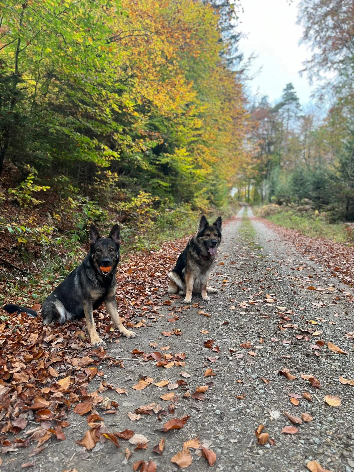 Zwei von Jennifers Hunden auf einem herbstlichen Waldweg