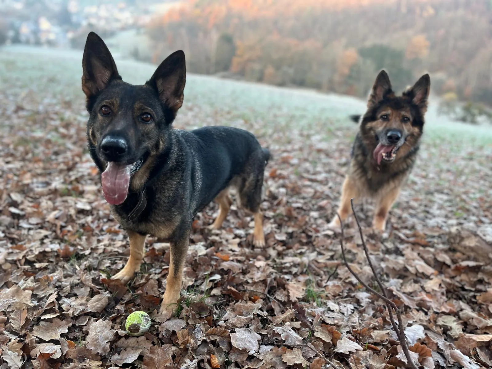 Zwei Hunde auf einer winterlichen Wiese