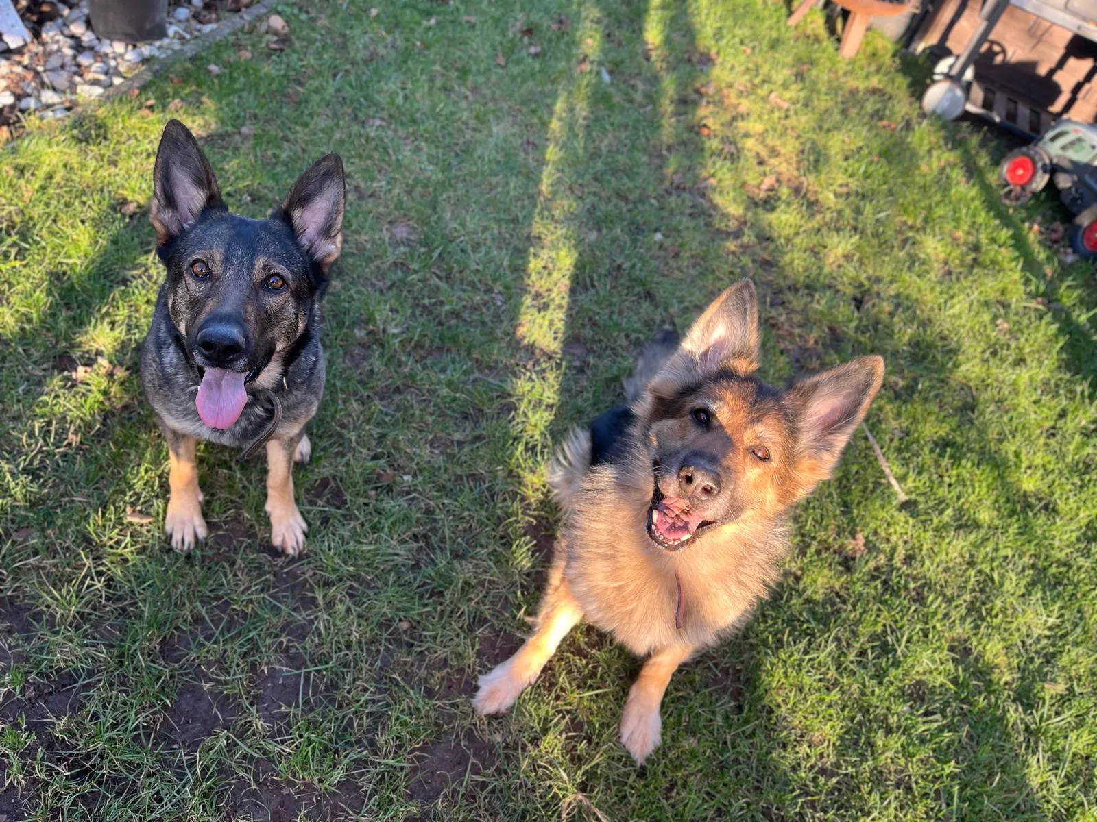 Ein persönlicher Einblick in meinen Alltag mit Hunden