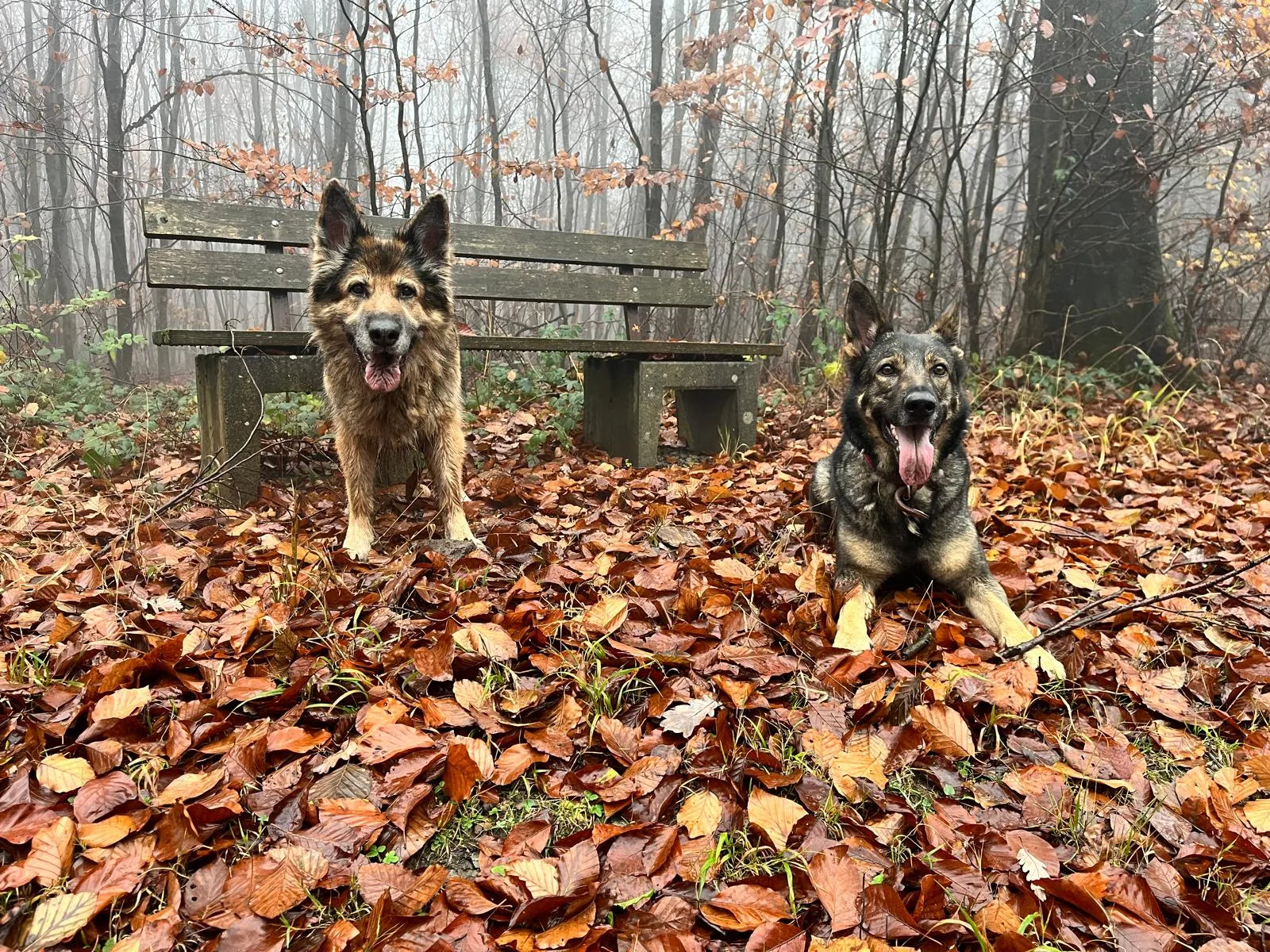 Zwei Hunde im nebligen Herbstwald