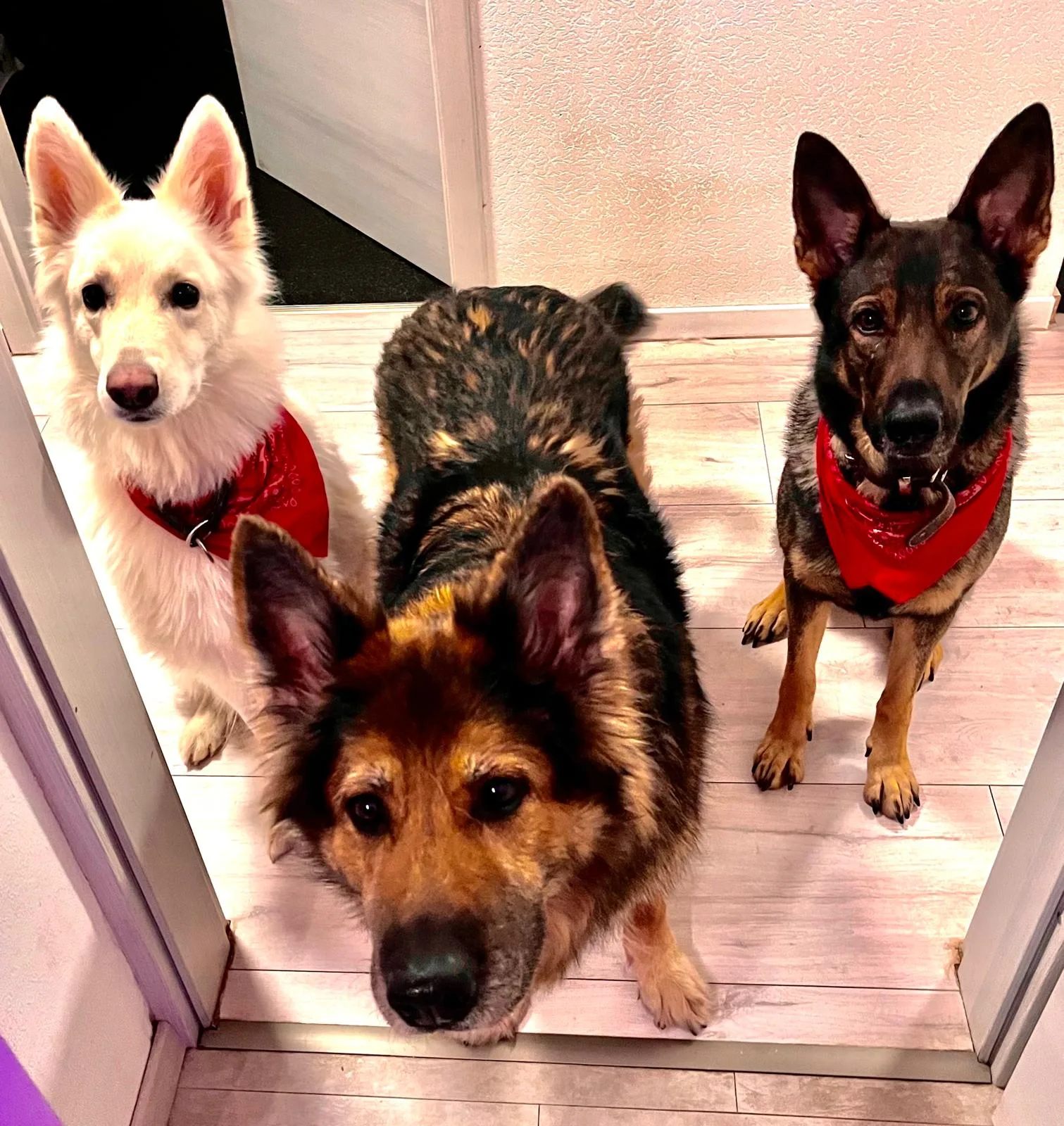 Drei Hunde mit roten Halstüchern schauen aufmerksam nach oben