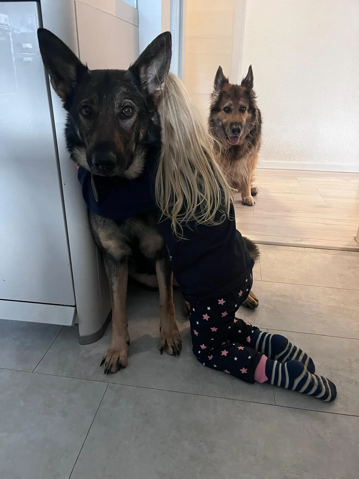 Ein Kind sitzt ruhig zwischen zwei Hunden
